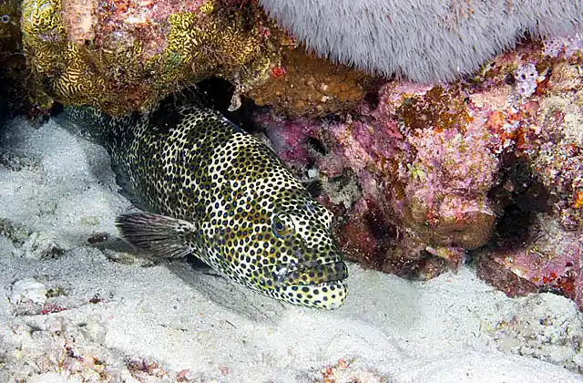 Honeycomb Grouper (Epinephelus merra) sheltering in coral reef overhang.