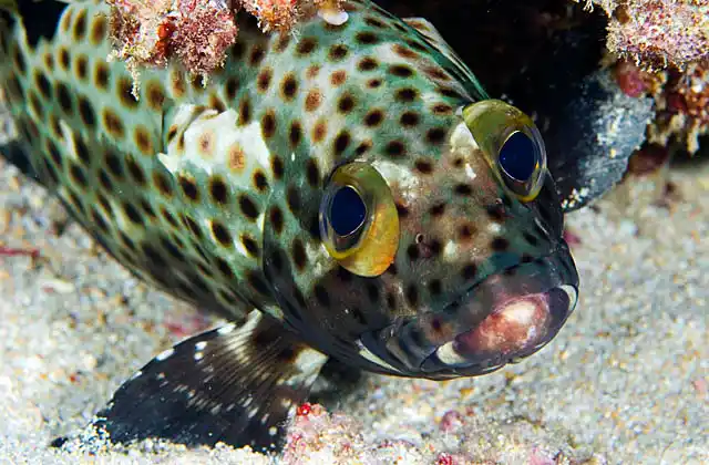Highfin Grouper (Epinephelus maculatus) Juvenile hiding under coral ledge.