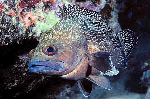 White-sotted Rockcod (Epinephelus caeruleopunctatus)