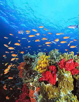 Scalefin Anthias (Pseudanthias squamipinnis) over coral reef.