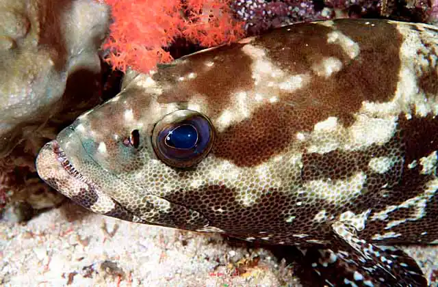 Speckled-fin Rockcod (Epinephelus ongus)
