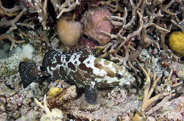 Camouflage Rockcod (Epinephelus polyphekadion) asleep among Acropora Coral at night.