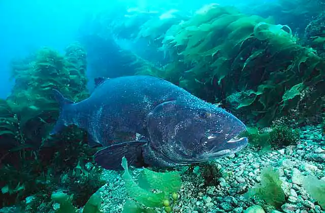Giant Sea Bass (Stereolepis gigas) Rare protected species. Lives to over 70 years.