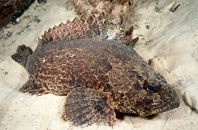 Black Cod (Epinephelus daemelii) Small juvenile in estuary environment.