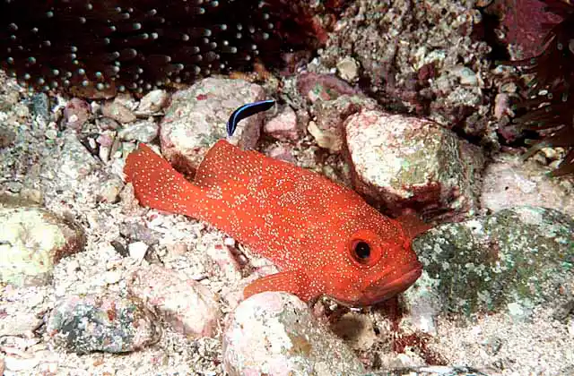Strawberry Cod (Trachypoma macrocanthus) being cleaned by Bicolour Cleaner Wrasse (Labroides dimidiatus)