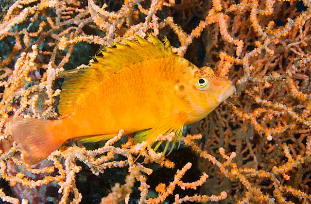 Yellow Hawkfish (Cirrhitichthys aureus) on Gorgonian Sea Fan (Gorgonacea)