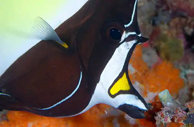 Moorish Idol (Zanclus cornutus) Face detail.