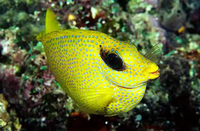 Coral Rabbitfish (Siganus corallinus)