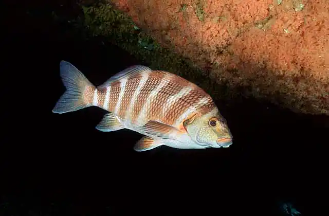 Banded Morwong (Cheilodactylus spectabilis)