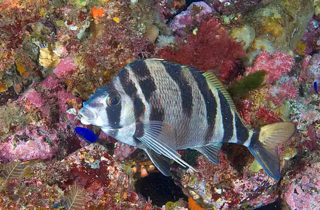 Four-horned Morwong (Cheilodactylus quadricornis) feeding over rocky reef.