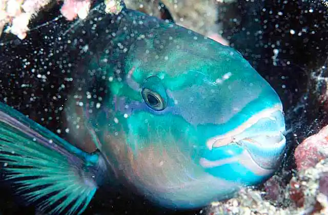 Bullethead Parrotfish (Scarus sordidus) sleeping at night enclosed in mucous cocoon.