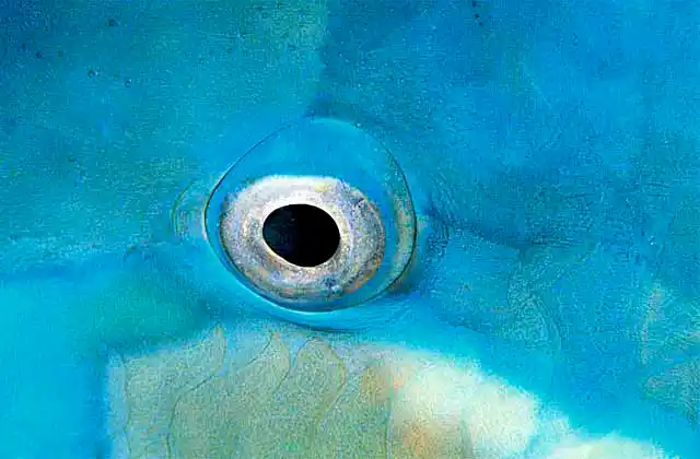 Yellowbarred  Parrotfish (Scarus dimidiatus) Eye detail.