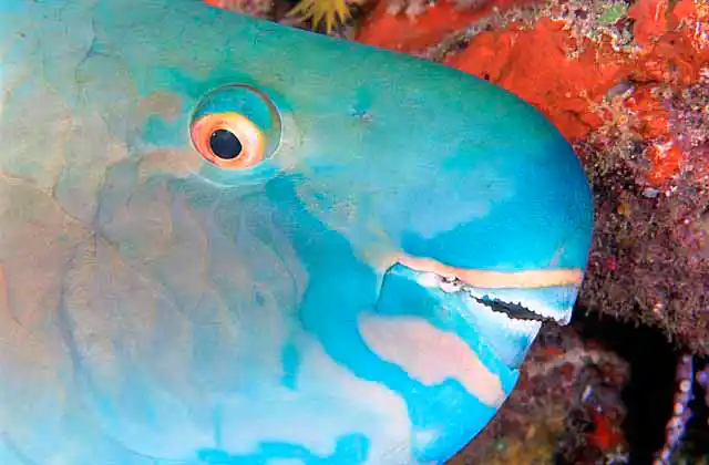 Ember Parrotfish (Scarus rubroviolaceus) Portrait of sleeping adult.