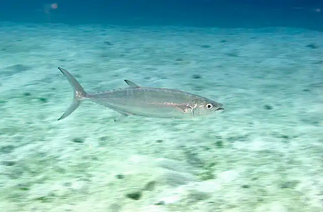 Double-lined Mackerel (Grammatorcynus bilineatus)