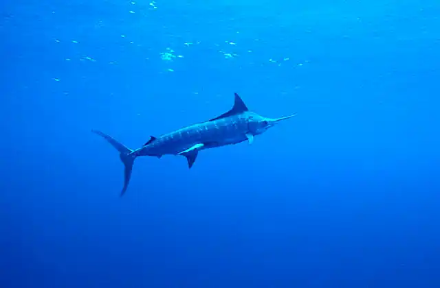 Striped Marlin (Kajikia audax) with Slender Suckerfish (Echeneis naucrates)