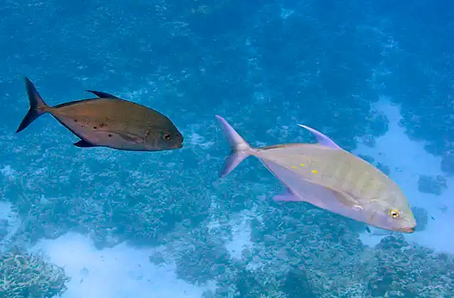 Golden Trevally (Gnathanodon speciosus) Male changed to dark hue while following female during courtship advances.