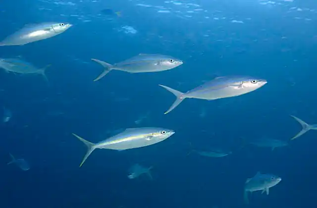 Rainbow Runner (Elegatis bipinnulata)