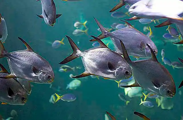 Snub-nosed Dart (Trachinotus blochii)