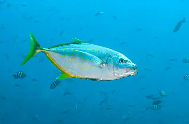 Gold-spotted Trevally (Carangoides fulvoguttatus)