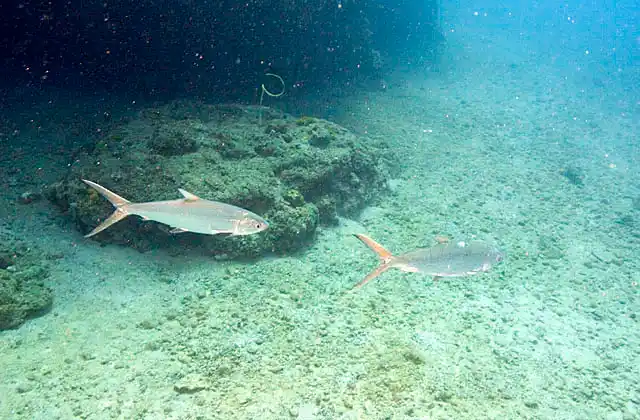 Talang Queenfish (Scomberoides commersonianus)