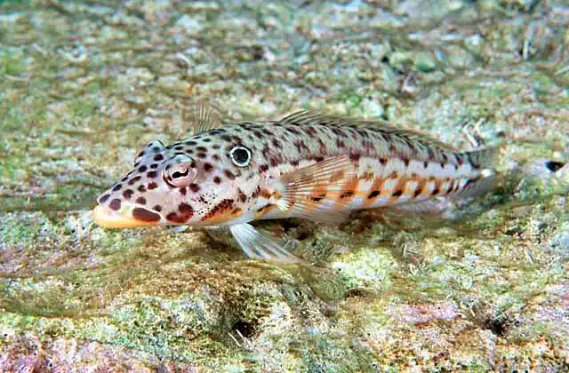 Latticed Sandperch (Parapercis clathrata)