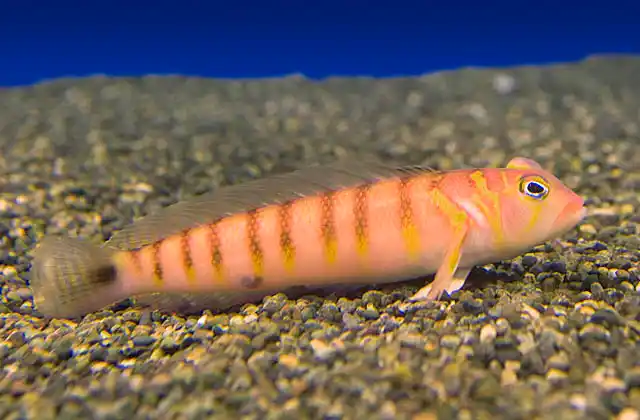 Gold-birdled Sandsmelt (Parapercis multifasciata)