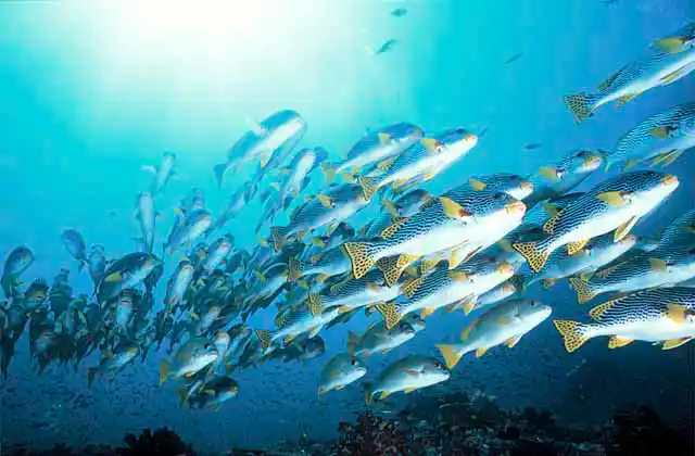 Oblique-banded Sweetlips (Plectorhinchus lineatus)