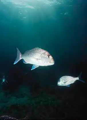 Snapper (Chrysophrys auratus) Important commercial species in Australia and New Zealand. Prized angling and eating fish.