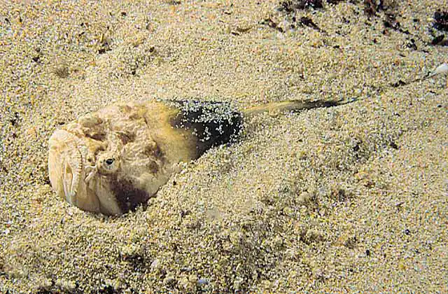 Eastern Stargazer (Kathetostoma laeve) Juvenile buried in sand awaiting prey.