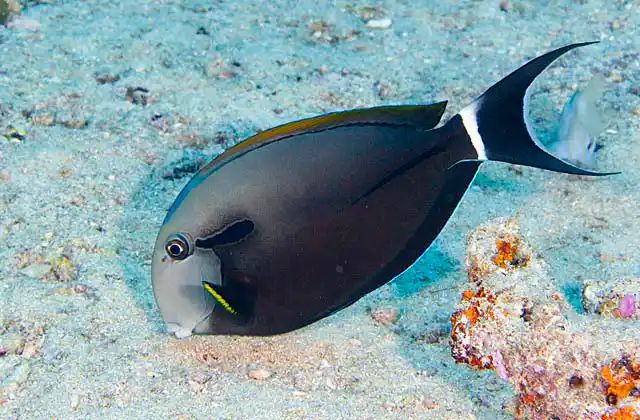 Blackstreak Surgeonfish (Acanthurus nigricauda) foraging over sandy sea bed.