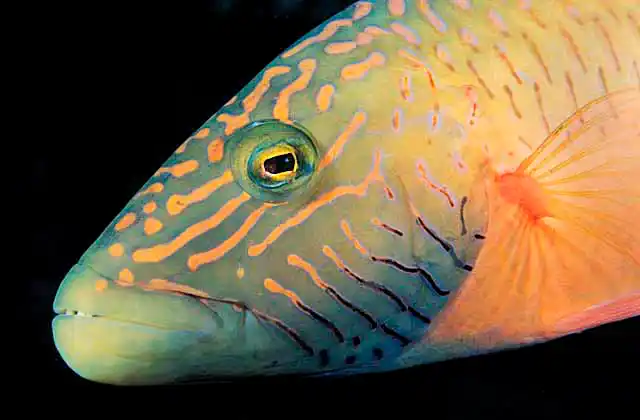 Cheeklined Maori Wrasse (Cheilinus diagrammus)