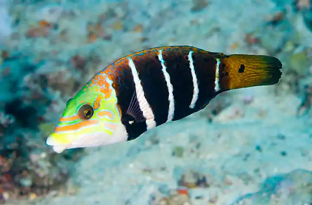 Barred Thicklip (Hemigymnus fasciatus)