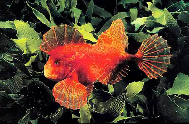 Red Velvetfish (Gnathanacanthus goetzeei) Venomous spines. Feeds on shrimp at night.