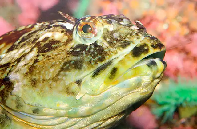 Cabezon (Scorpaenichthys marmoratus) Portrait of large adult.