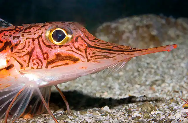 Oriental Crocodilefish (Peristedion orientale) Deepwater species of Armoured Searobin or Armoured Gurnard.  in 120 to 500 meters.