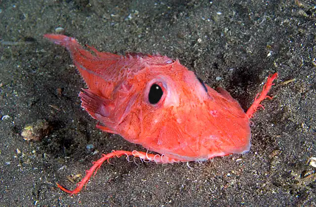 Deapsea Searobin (Satyrichthys amiscus) Deep sea species of armoured gurnard fish.