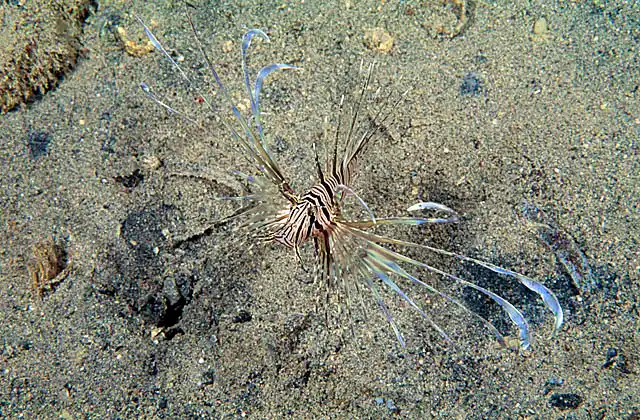 Red Lionfish (Pterois volitans) Juvenile.