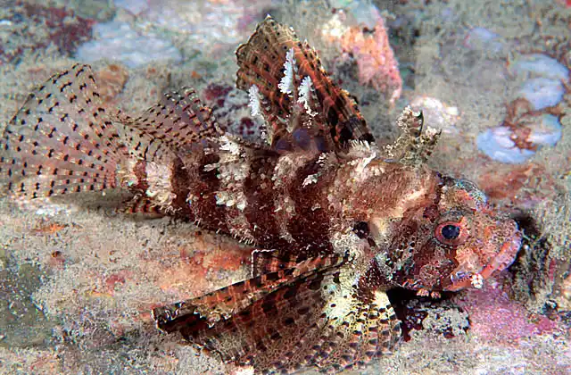 Dwarf Lionfish (Dendrochirus brachypterus)