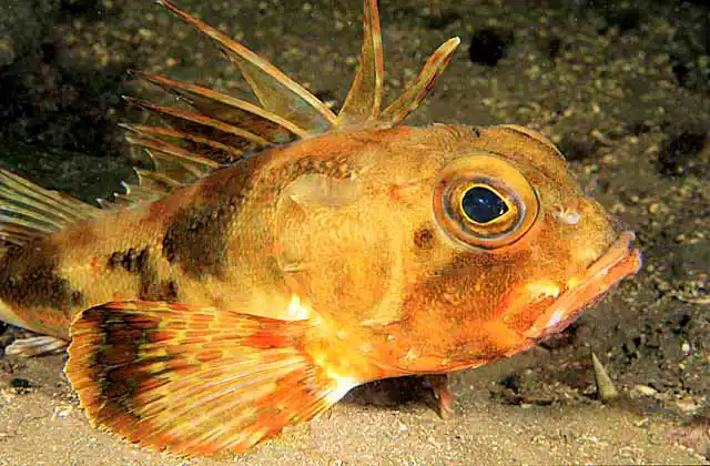 Ruddy Gurnard Perch (Neosebastes scorpaenoides) Commercial species.