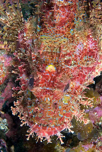 Weedy Stingfish (Scorpaenopsis cirrosa) Head detail.