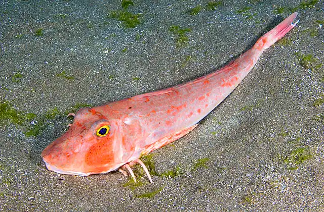 Red Gurnard (Chelidonichthys spinosus) resting in sandy hollow.