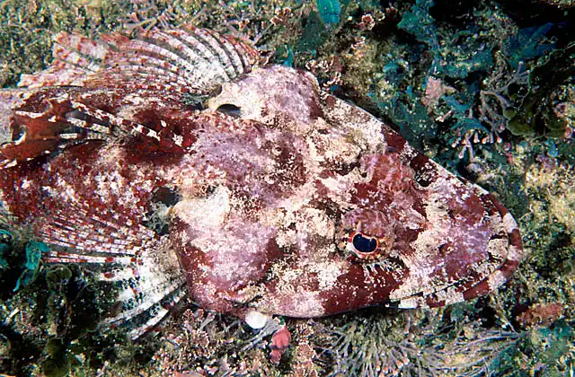 Rock Flathead (Thysanophrys cirronasus)