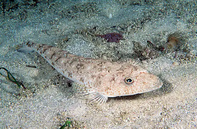 Tiger Flathead (Neoplatycephalus richardsoni)