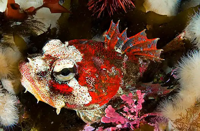 Red Irish Lord (Hemilepidotus hemilepidotus)