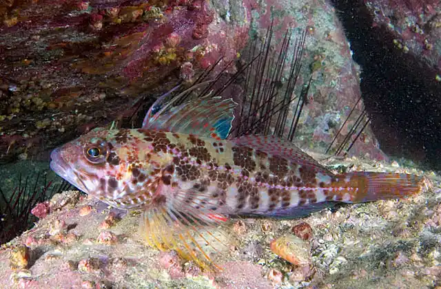 Japanese Sculpin (Pseudoblennius zonostigma)