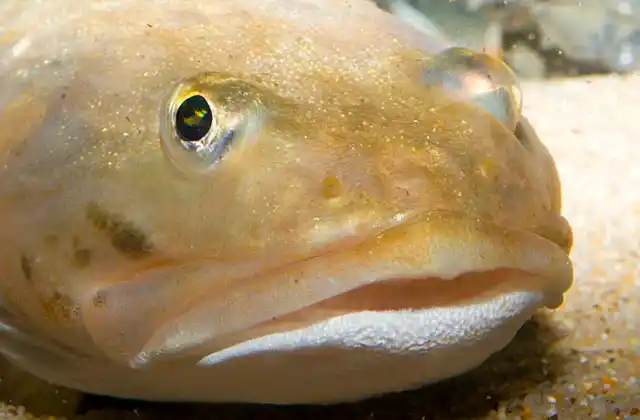 Plainfiin Midshipman (Porichthys notatus)