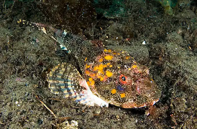 Great Sculpin (Myoxocephalus polyacanthocephalus)
