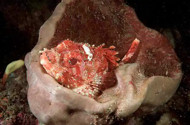 Cardinal Scorpionfish (Scorpaena cardinalis) resting in sponge.