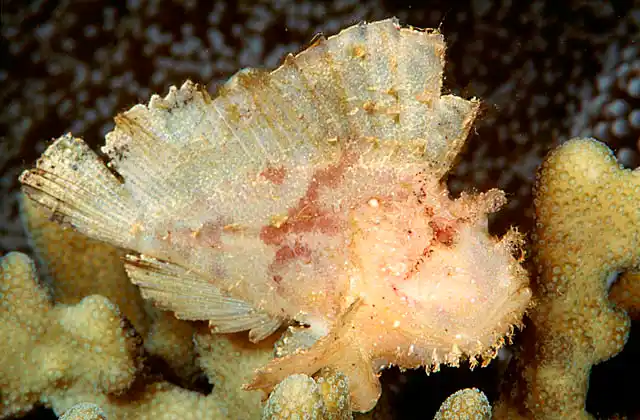 Leaf Scorpionfish (Taenianotus triacanthus)