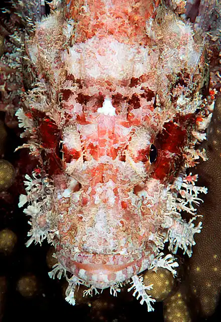 Smallscale Scorpionfish (Scorpaenopsis oxycephala) Portrait.